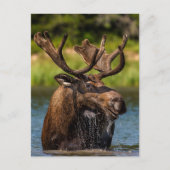 Bull Moose | Nationaal park Glacier Montana Briefkaart (Voorkant)