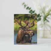 Bull Moose | Nationaal park Glacier Montana Briefkaart (Staand voorkant)