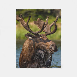 Bull Moose Nationaal park Glacier Montana Fleece Deken