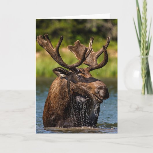 Bull Moose | Nationaal park Glacier Montana Kaart (Voorkant)