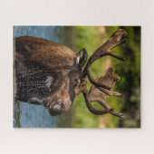 Bull Moose | Nationaal park Glacier Montana Legpuzzel (Horizontaal)