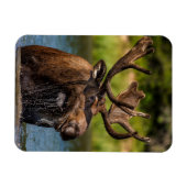 Bull Moose | Nationaal park Glacier Montana Magneet (Horizontaal)