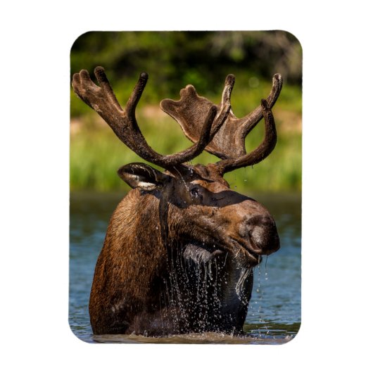Bull Moose | Nationaal park Glacier Montana Magneet (Verticaal)