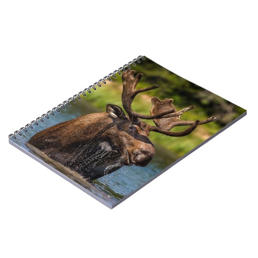 Bull Moose | Nationaal park Glacier Montana Notitieboek (Linkerzijde)