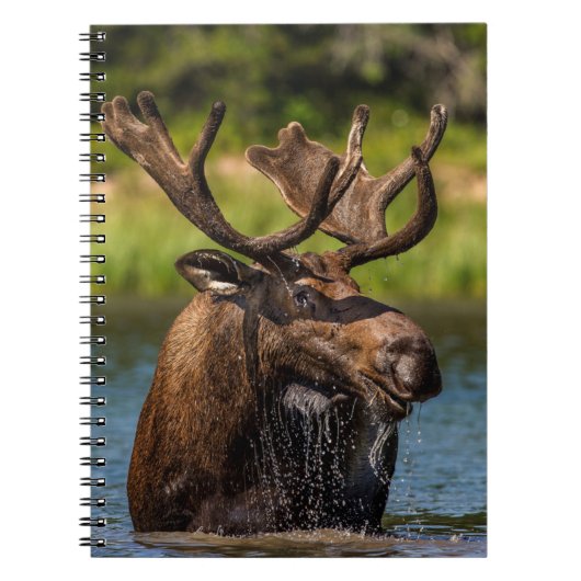Bull Moose | Nationaal park Glacier Montana Notitieboek (Voorkant)