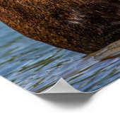 Bull Moose | Nationaal park Glacier Montana Poster (Hoek)