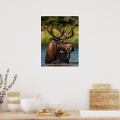 Bull Moose | Nationaal park Glacier Montana Poster (Keuken)