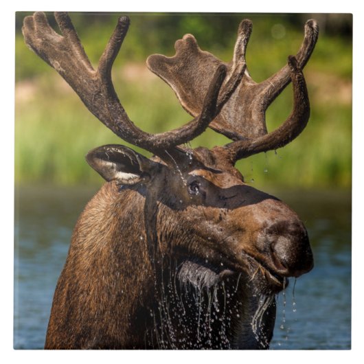 Bull Moose | Nationaal park Glacier Montana Tegeltje (Voorkant)