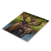 Bull Moose | Nationaal park Glacier Montana Tegeltje (Zijkant)