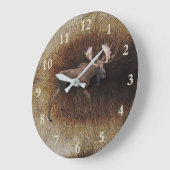 Bull Moose On Cariou Fur Grote Klok (Hoek)