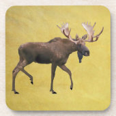 Bull Moose Onderzetter (Voorkant)