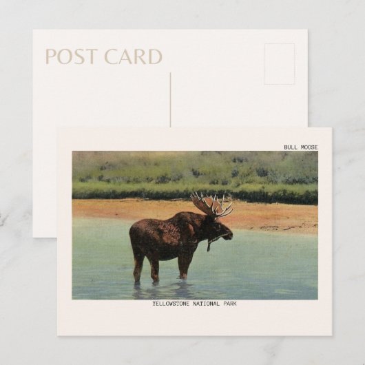 Bull Moose op het Briefkaart van het nationale par (Voorkant / Achterkant)