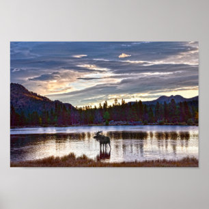 Bull Moose op het meer van Sprague, Colorado Poster
