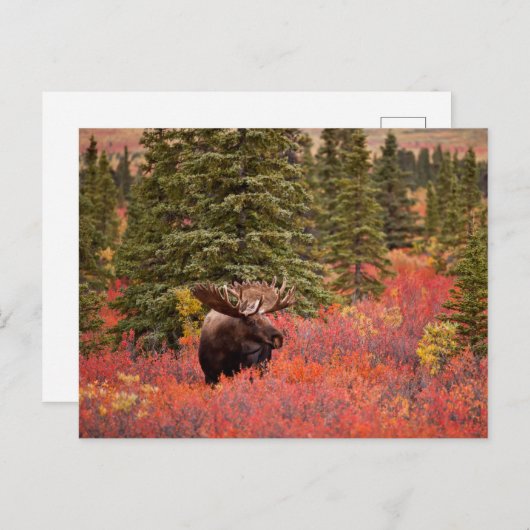 Bull Moose Permanent in Red Dwarf Birch Briefkaart (Voorkant / Achterkant)