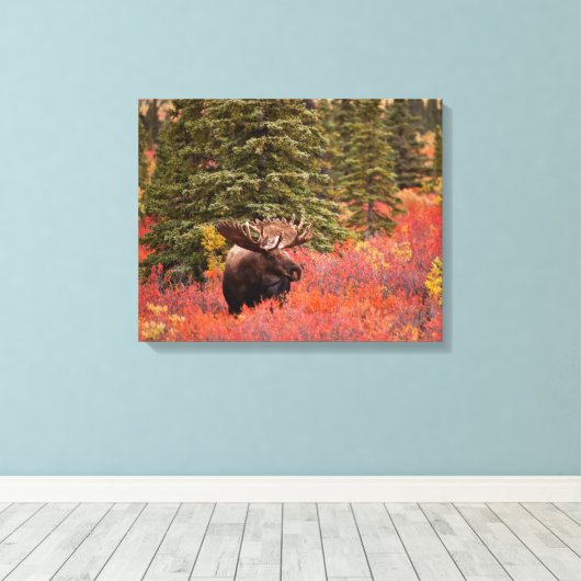 Bull Moose Permanent in Red Dwarf Birch Canvas Afdruk (Insitu (Houten vloer))