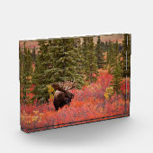 Bull Moose Permanent in Red Dwarf Birch Fotoblokken (Links)