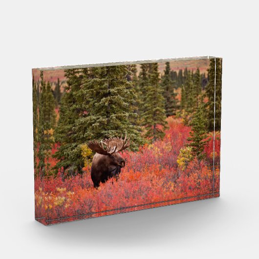 Bull Moose Permanent in Red Dwarf Birch Fotoblokken (Links)