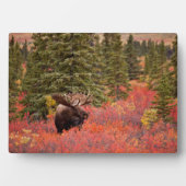 Bull Moose Permanent in Red Dwarf Birch Fotoplaat (voorkant)