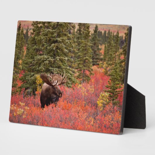 Bull Moose Permanent in Red Dwarf Birch Fotoplaat (Zijkant)