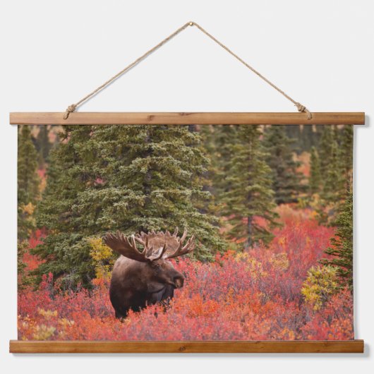 Bull Moose Permanent in Red Dwarf Birch Hangend Wandkleed (Voorkant)