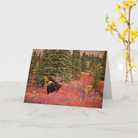 Bull Moose Permanent in Red Dwarf Birch Kaart (Gele Bloem)