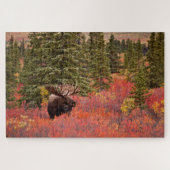 Bull Moose Permanent in Red Dwarf Birch Legpuzzel (Horizontaal)