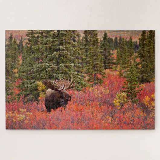 Bull Moose Permanent in Red Dwarf Birch Legpuzzel (Horizontaal)