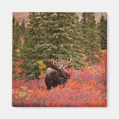 Bull Moose Permanent in Red Dwarf Birch Magneet (Voorkant)