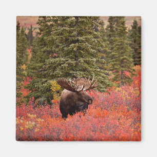 Bull Moose Permanent in Red Dwarf Birch Magneet