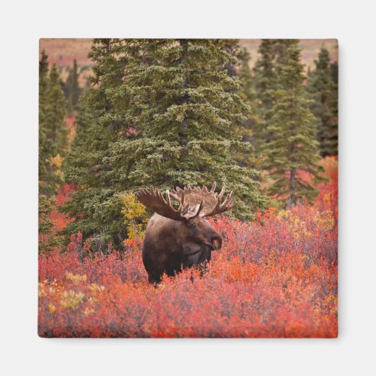Bull Moose Permanent in Red Dwarf Birch Magneet (Voorkant)
