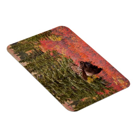 Bull Moose Permanent in Red Dwarf Birch Magneet (Rechterzijde)