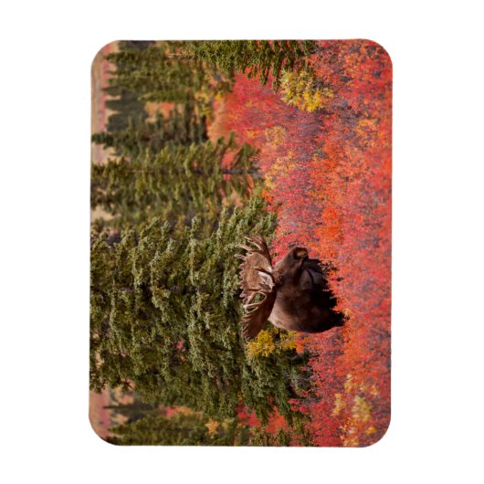 Bull Moose Permanent in Red Dwarf Birch Magneet (Verticaal)