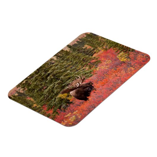 Bull Moose Permanent in Red Dwarf Birch Magneet (Linkerzijde)