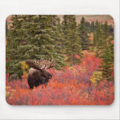 Bull Moose Permanent in Red Dwarf Birch Muismat (Voorkant)