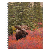 Bull Moose Permanent in Red Dwarf Birch Notitieboek (Voorkant)