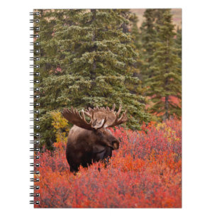 Bull Moose Permanent in Red Dwarf Birch Notitieboek