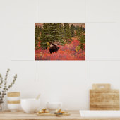 Bull Moose Permanent in Red Dwarf Birch Poster (Keuken)