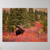 Bull Moose Permanent in Red Dwarf Birch Poster (Voorkant)