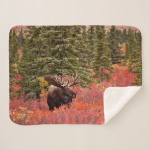 Bull Moose Permanent in Red Dwarf Birch Sherpa Deken