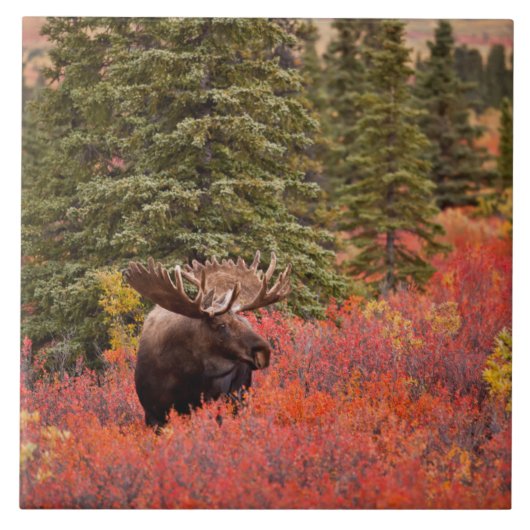 Bull Moose Permanent in Red Dwarf Birch Tegeltje (Voorkant)