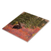 Bull Moose Permanent in Red Dwarf Birch Tegeltje (Zijkant)