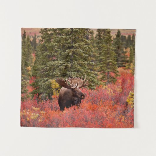 Bull Moose Permanent in Red Dwarf Birch Wandkleed (Voorkant (horizontaal))