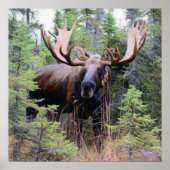 Bull Moose Poster (Voorkant)