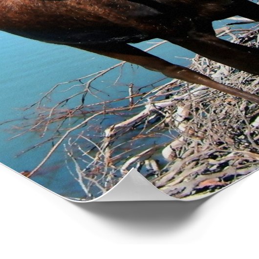 Bull Moose Poster Print (Hoek)