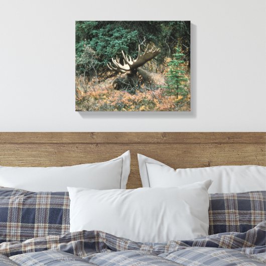 Bull Moose Rests in Vegitation Wrapped Canvas Prin (Insitu (Slaapkamer))