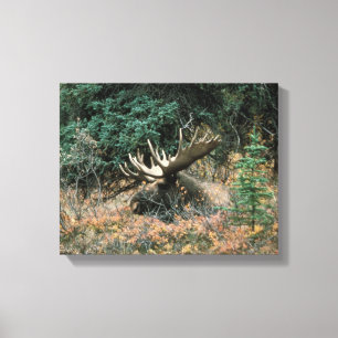 Bull Moose Rests in Vegitation Wrapped Canvas Prin