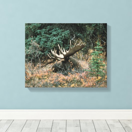 Bull Moose Rests in Vegitation Wrapped Canvas Prin Afdruk (Insitu (Houten vloer))