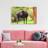 Bull Moose Rocky Mountain National Park Canvas Afdruk (Insitu (Woonkamer))