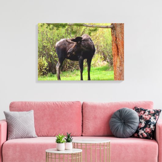 Bull Moose Rocky Mountain National Park Canvas Afdruk (Insitu (Woonkamer))