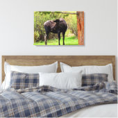 Bull Moose Rocky Mountain National Park Canvas Afdruk (Insitu (Slaapkamer))
